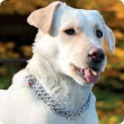 Herm Sprenger Matt Stainless Steel Fur Saver Dog Collars